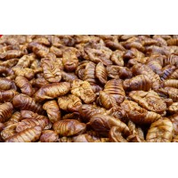 Koi Italia Crisalidi della Seta 1 kg